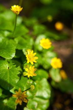 Blooming yellow flowers close up. Garden walkaround.