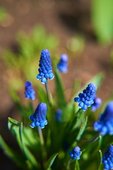 blue hyacinth flower blossom in the summer garden.