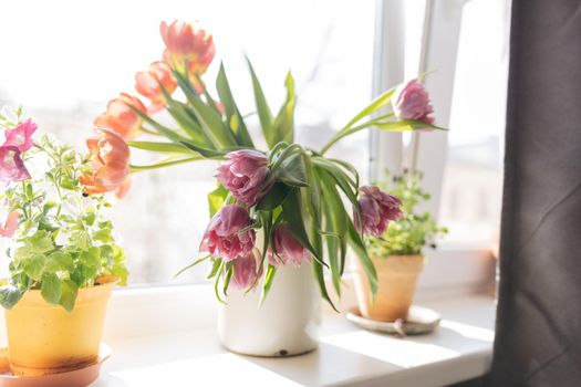 Bouquet of purple tulips standing at the window in a white metal jar surrounded with two pots with home plants. High quality photo