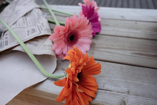 Three colourful gerbera flowers laying on a wooden bench. High quality photo