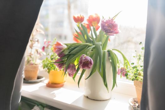 Bouquet of purple tulips standing at the window in a white metal jar surrounded with two pots with home plants. High quality photo