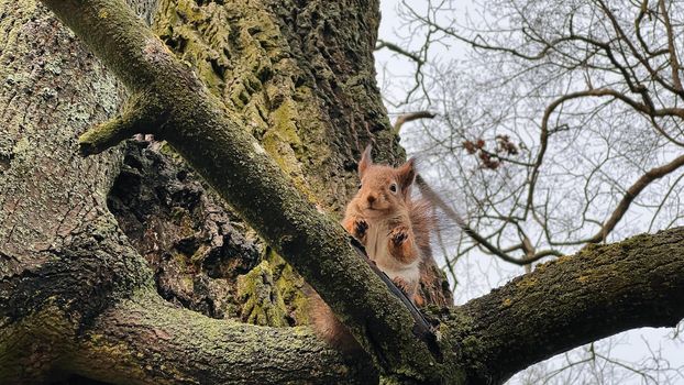 Squirrel sitting on a tree in winter. High quality photo