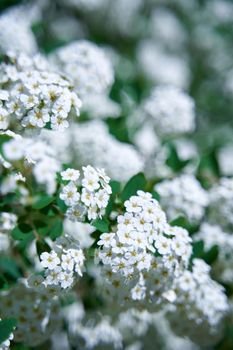 spirea blooming bushes in the garden.