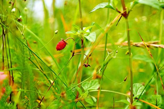 the low-growing plant which produces the strawberry, having white flowers, lobed leaves, and runners, and found throughout north temperate regions.Delicious sweet fragrant strawberry among greenery.