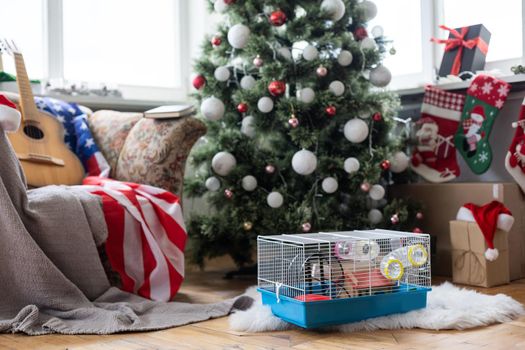 Hamster cage near the Christmas tree, USA