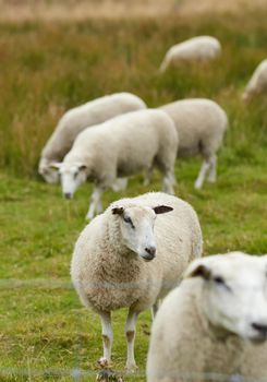 Group of sheep standing together and grazing on a farm pasture. Hairy, wool animals eating green grass in remote countryside farmland and agriculture estate. Raising livestock for clothing industry.