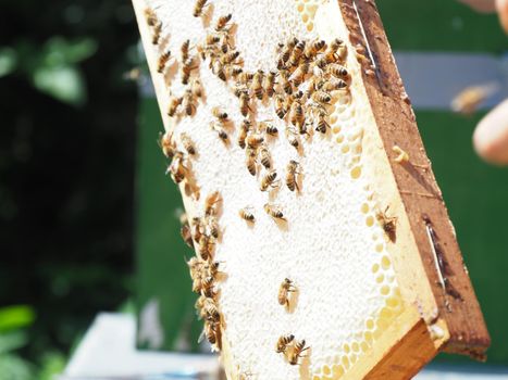 Beekeeper working with bees and beehives on the apiary. Beekeeping concept. Beekeeper harvesting honey Beekeeper on apiary.