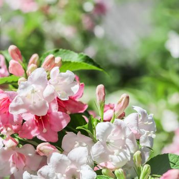 Pale pink flowers of Weigela Florida Variegata. Floral background