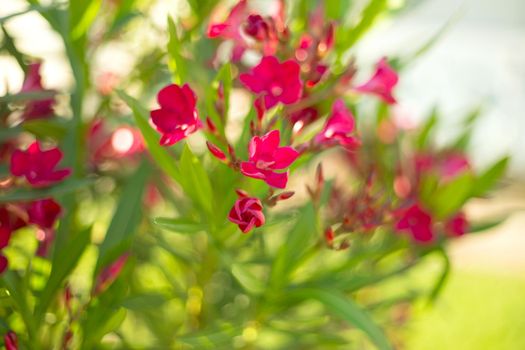 Bright pink oleander flowers on blur green leaves background.