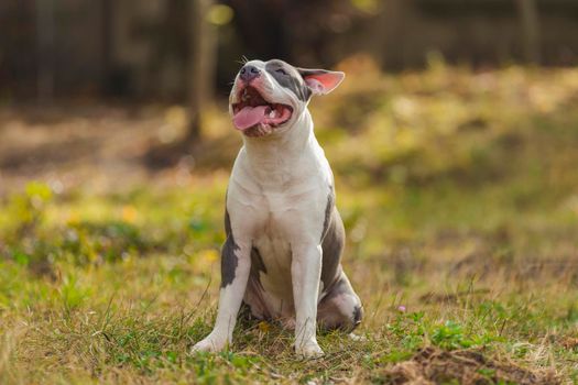 Bull Terrier puppy sits with open mouth on the playground