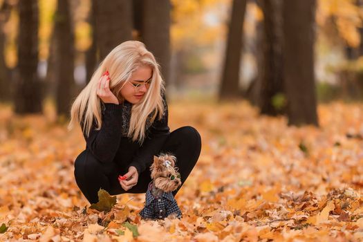 yorkshire terrier with his mistress in the autumn park