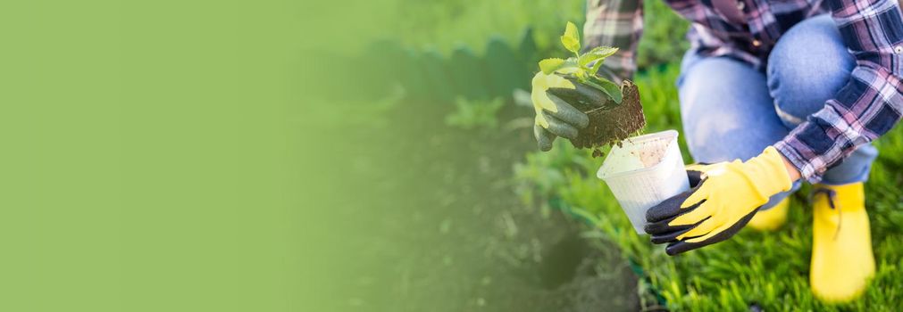 Hand of woman gardener in gloves holds seedling of small apple tree in her hands preparing to plant it in the ground. Tree planting