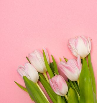 Tulips and a frame on a pink background . Tulips of kopi space. Pink background. Mockup . Space for text. A greeting card. Tulips on a pink background. Spring flowers. March eighth. Mother's Day. Birthday