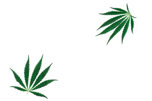 Cannabis leaves isolated on white background. Top view with copy space for your text. flat lay.