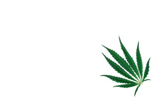 Hemp or cannabis leaf isolated on white background. Top view, flat lay, copy space.