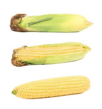 Corn isolated. Corns on white. Sweet corn with clipping path