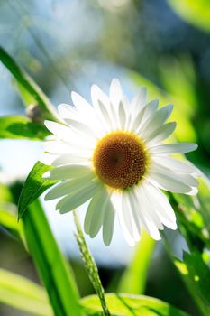 Closeup of field chamomile against freshness green summer background