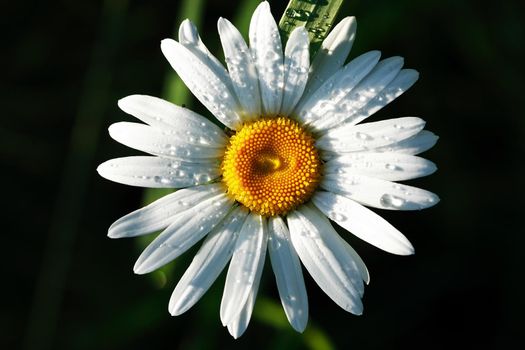 Closeup of field chamomile against freshness green summer background