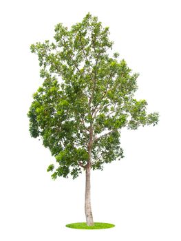 The Single Tree isolated on white background, With Clipping path.