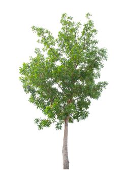 The Single Tree isolated on white background, With Clipping path.