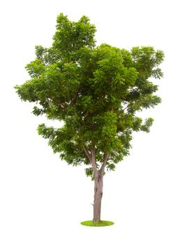 The Single Tree isolated on white background, With Clipping path.