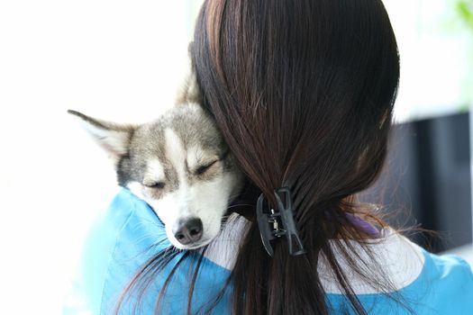 Veterinarian holds cute sleeping husky dog in arms. Veterinarian services and friendly contact with animals