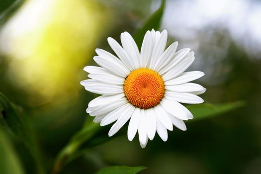 Closeup of field chamomile against freshness green summer background