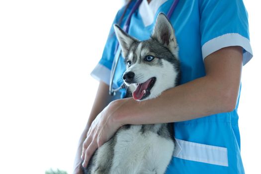 Veterinarian and beautiful little husky dog in veterinary clinic. Medical care for animals concept