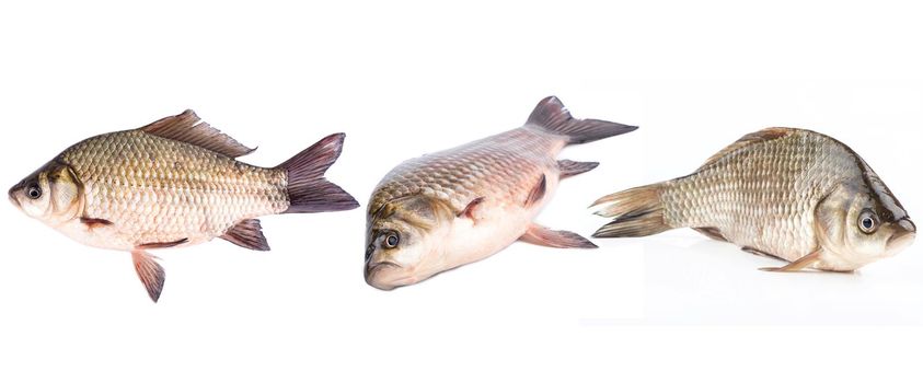 Live fish carp isolated on white background, set