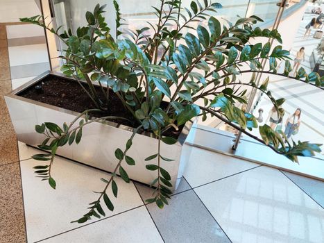 decorative zamioculcas plant in a floor plan close up