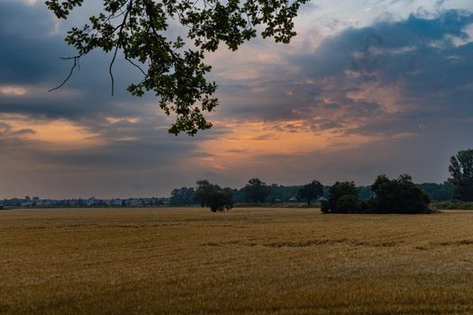 Beautiful cloudy sunrise over big yellow field and trees of forest