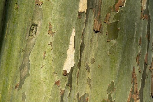Texture of the bark of the Platanus tree. Closeup of tree bark texture.