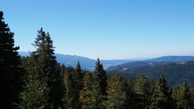 coniferous forest on the background of the mountain landscape, Bulgaria