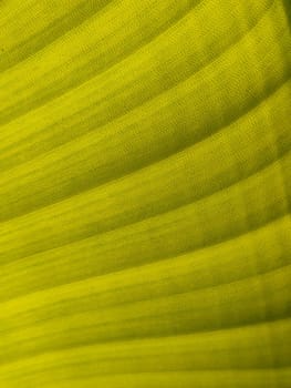 Background texture of exotic green banana leave, diagonal lines. Close-up.