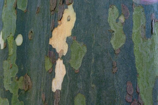 Texture of the bark of the Plátanus tree. Closeup of tree bark texture.