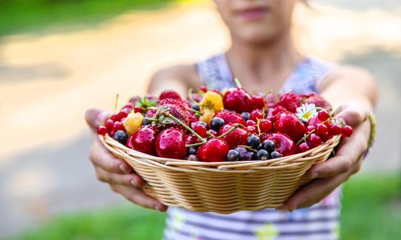 The child eats berries in the garden. Selective focus. Kid.