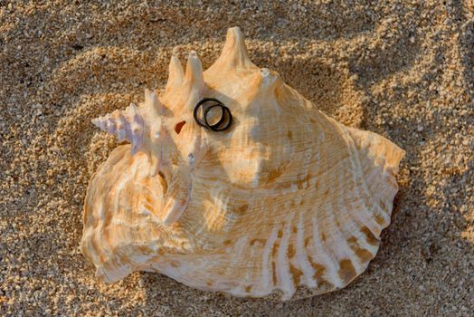 Two black rings lie on the hermit shells.