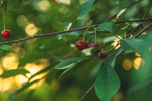 Cherries grow on a tree. Selective focus. Nature.