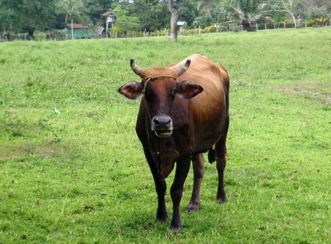 Cow with a head tie walking in a field in Costa Rica    