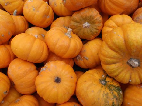 Close up of small organic pumpkins at a farmers market in San Francisco         