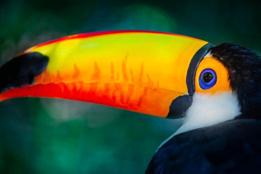 Colorful and cute Toco Toucan tropical bird in Pantanal, Brazil