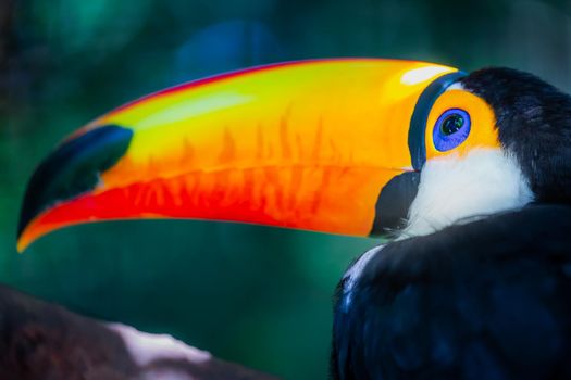 Colorful and cute Toco Toucan tropical bird in Pantanal, Brazil