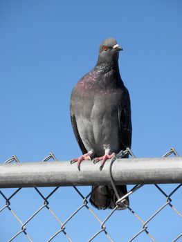 San Francisco Pigeon Looking angry while sitting on a fence with head turned to the right.