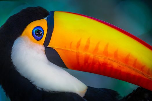 Colorful and cute Toco Toucan tropical bird in Pantanal, Brazil