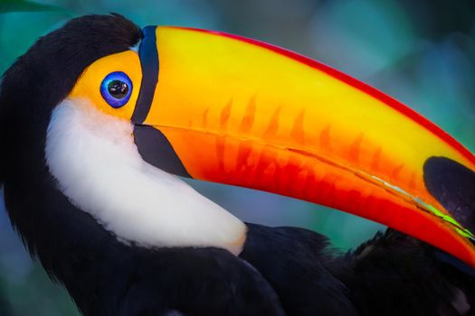 Colorful and cute Toco Toucan tropical bird in Pantanal, Brazil