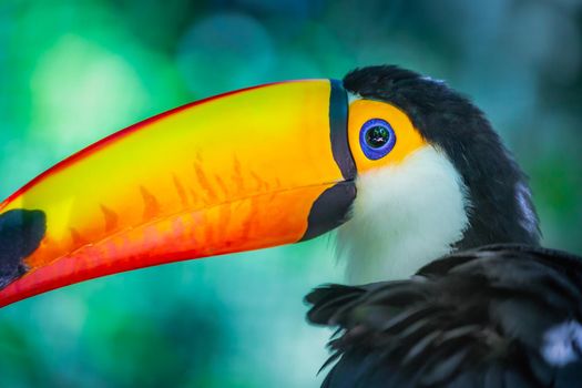 Colorful and cute Toco Toucan tropical bird in Pantanal, Brazil