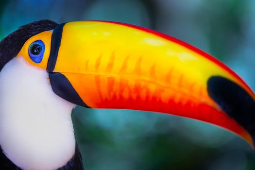 Colorful and cute Toco Toucan tropical bird in Pantanal, Brazil