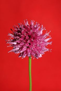 Flower blossom close up botanical modern background allium acutiflorum family amaryllidaceae big size high quality prints