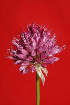 Flower blossom close up botanical modern background allium acutiflorum family amaryllidaceae big size high quality prints