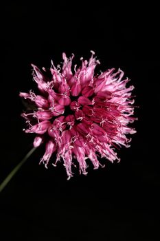 Flower blossom close up botanical modern background allium acutiflorum family amaryllidaceae big size high quality prints